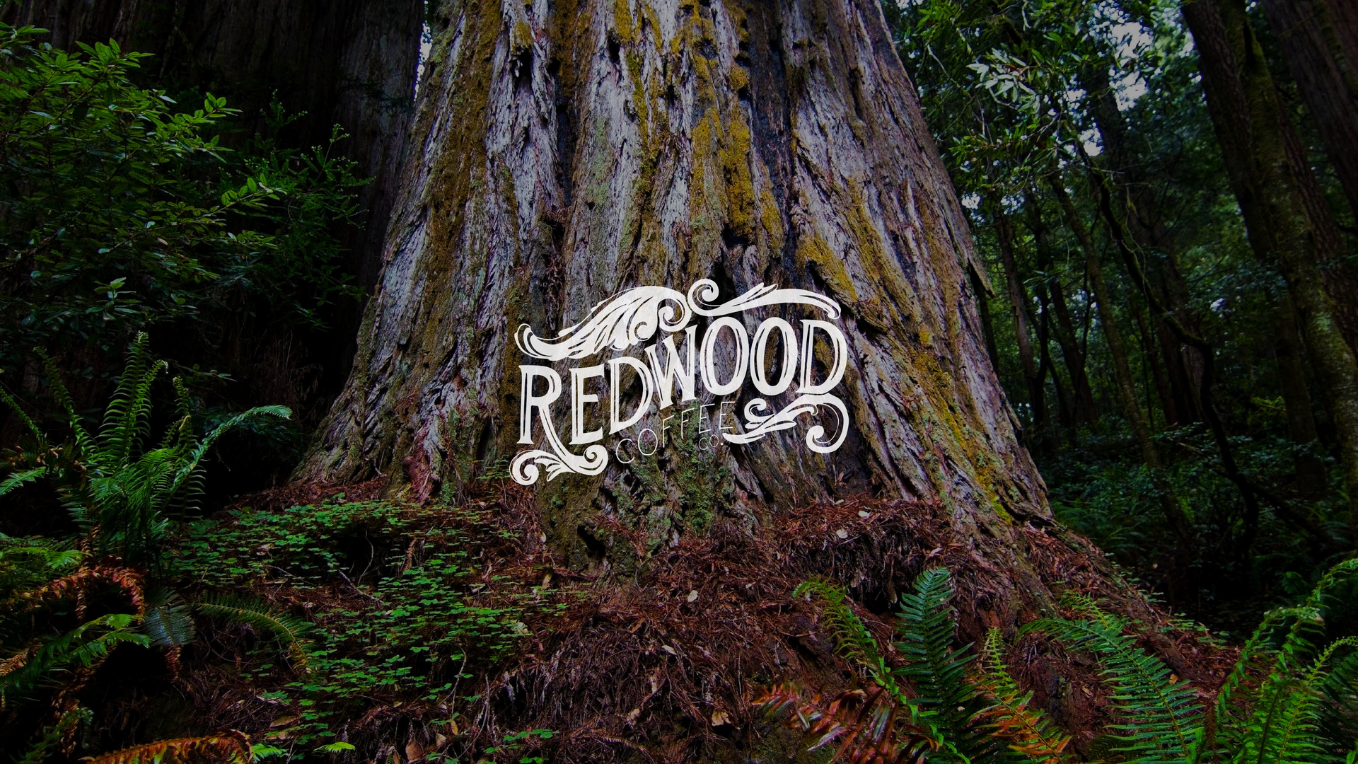 Large redwood tree in a forest with a white 