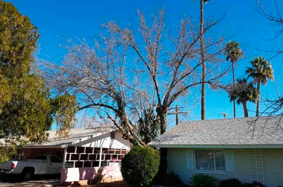 How Properly Maintaining Your Trees Can Prevent Property Damage