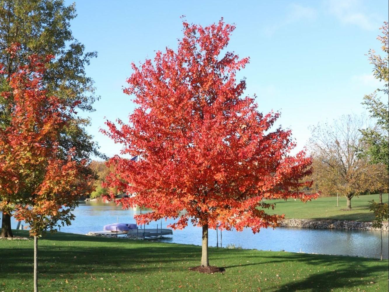 A park with trees and a lake in the background