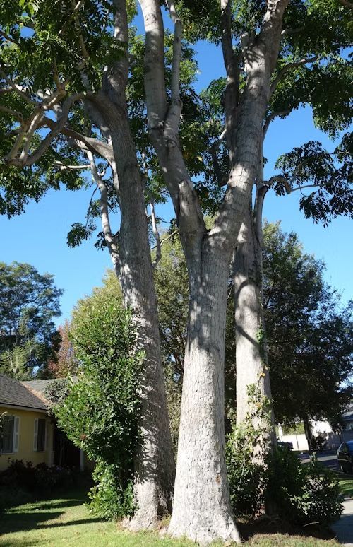 Tall trees with light gray bark, green foliage against a blue sky, set in a yard.