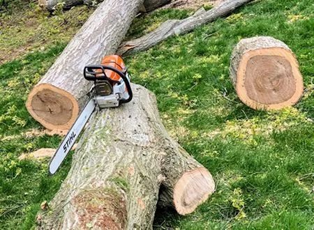 Chainsaw on a tree trunk, with cut logs on green grass.