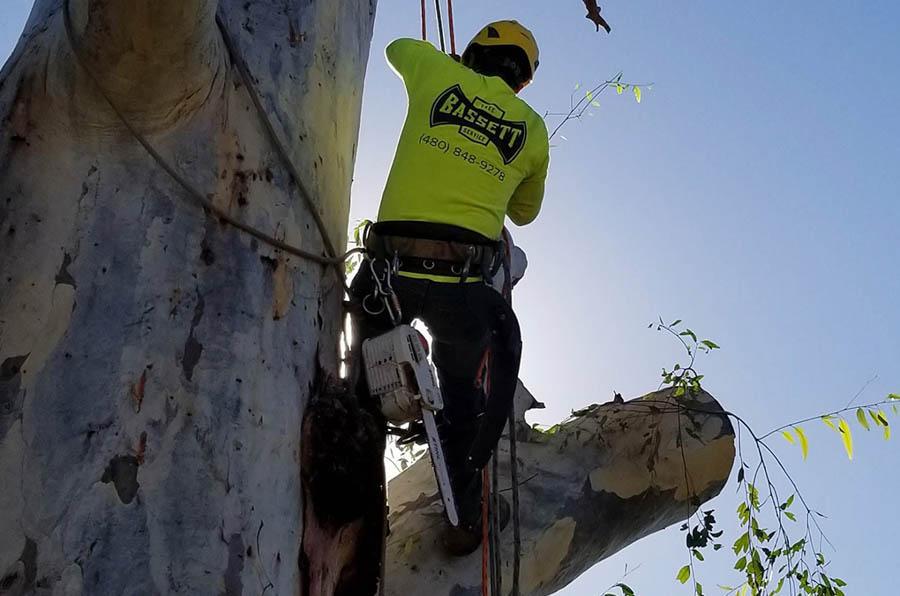 A man is climbing a tree with a chainsaw.