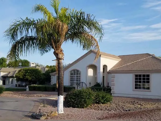 A white house with a palm tree in front of it