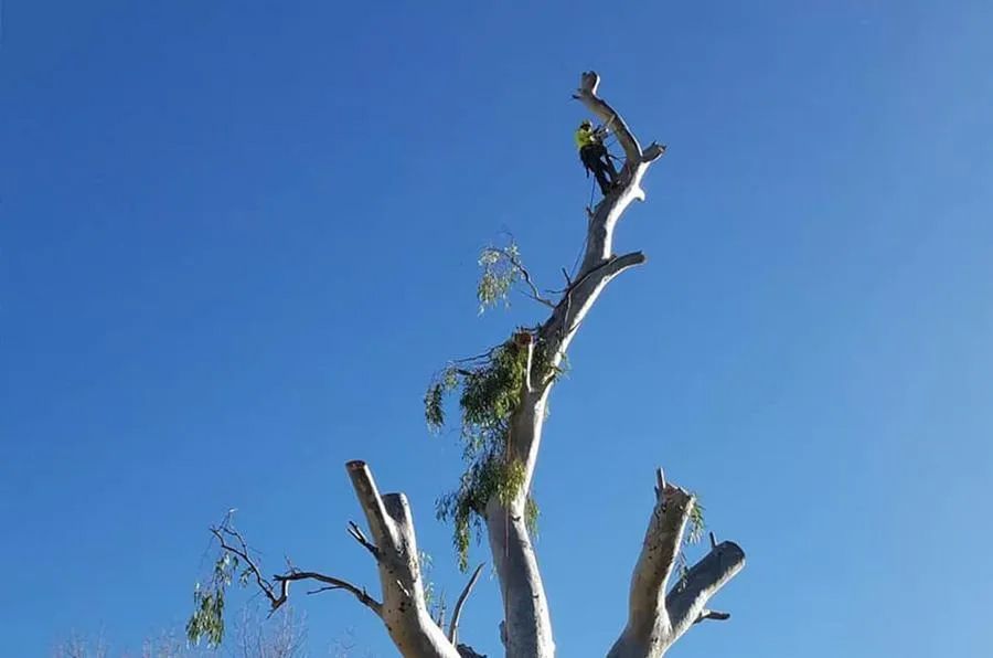 Arborist in safety gear atop a tree, trimming branches, against a clear blue sky.