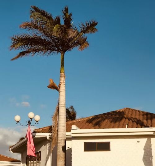 Tall palm tree next to a white building with a brown tiled roof under a blue sky.