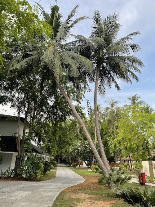 Curved garden path beside leaning palm trees and a house in a lush tropical yard