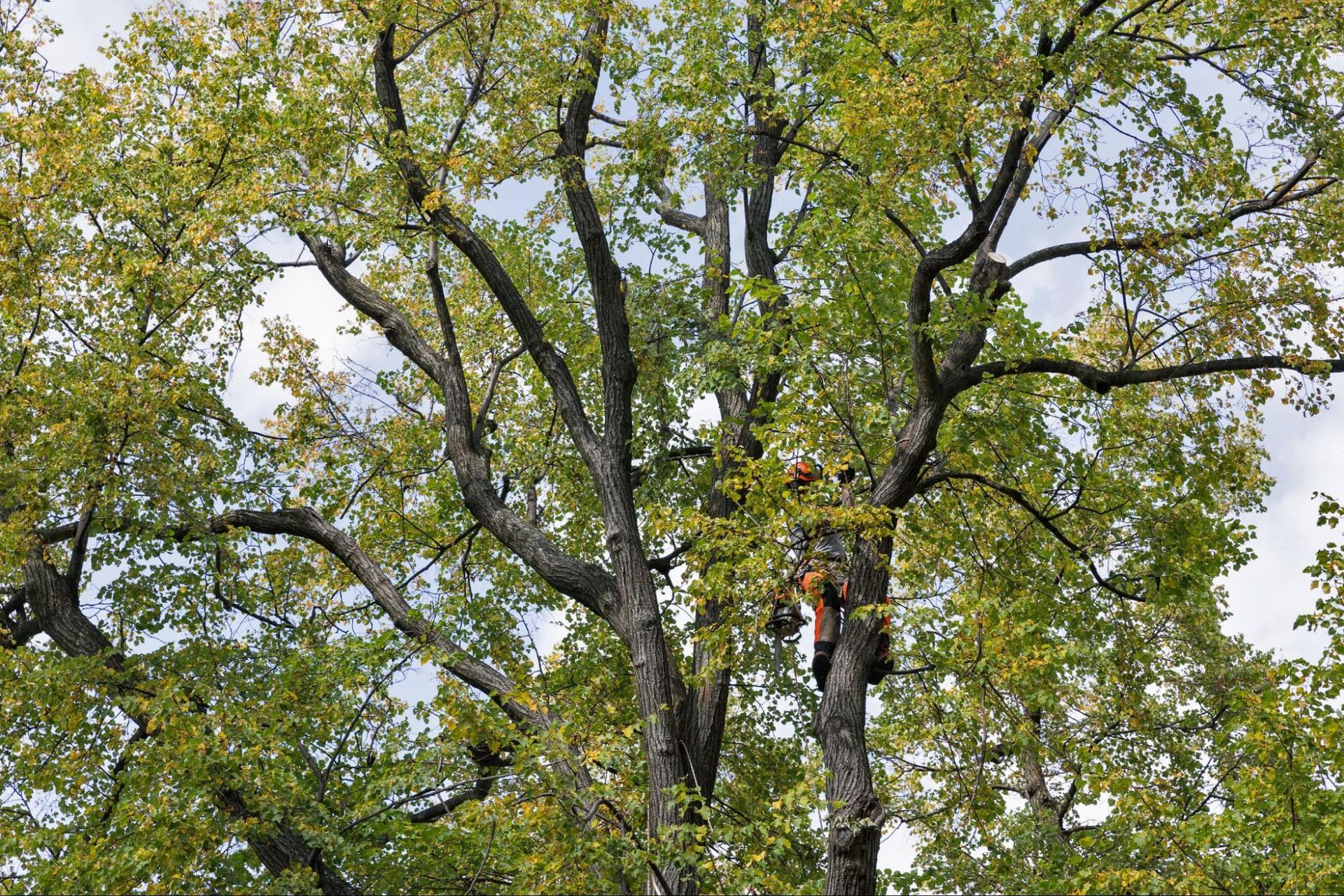A man is climbing a tree with a chainsaw.