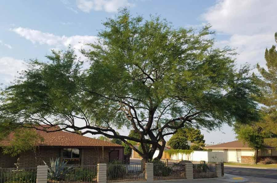 Large leafy tree beside houses and a fenced yard under a partly cloudy sky