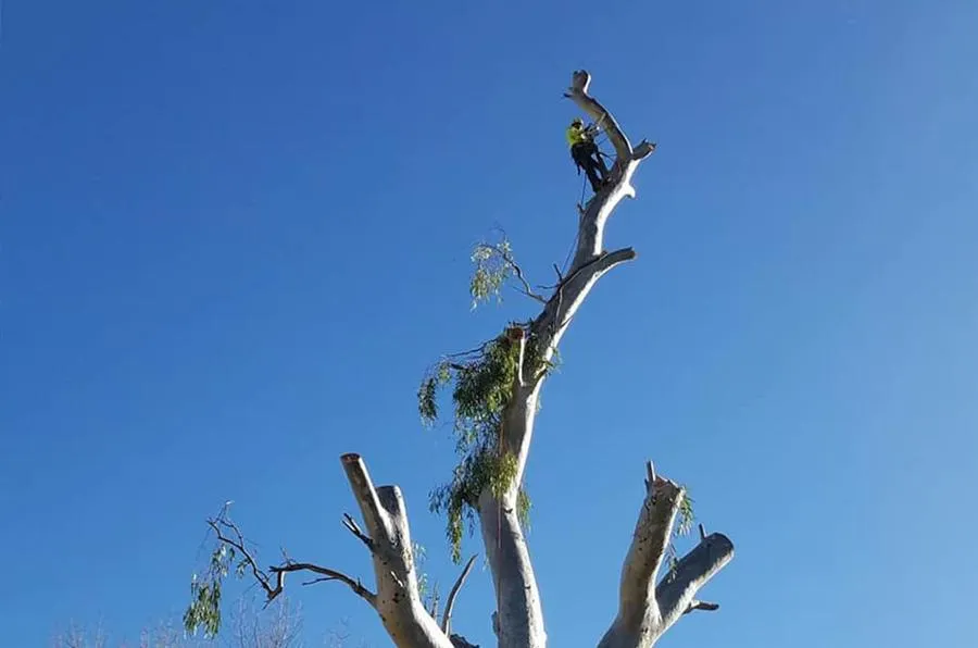 A man is climbing a tree with a chainsaw.