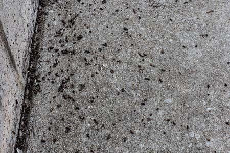Animal Rodent Droppings Cleanup