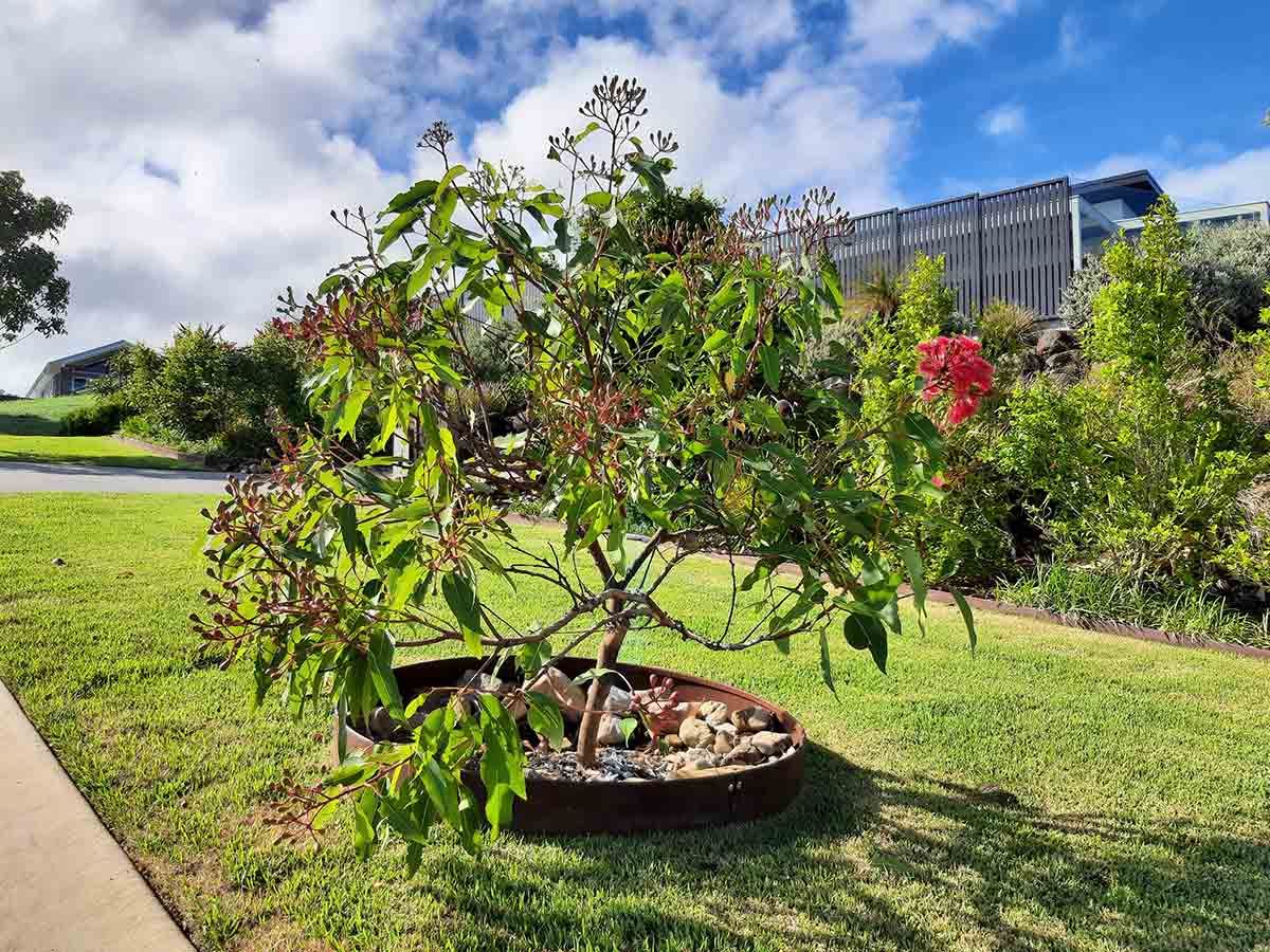 A Small Tree is Sitting in the Middle of a Lush Green Field — Full Circle Landscaping in Currumbin Valley, QLD