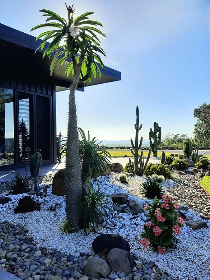 A Garden With a Palm Tree and Cactus in Front of a House — Full Circle Landscaping in Murwillumbah, NSW