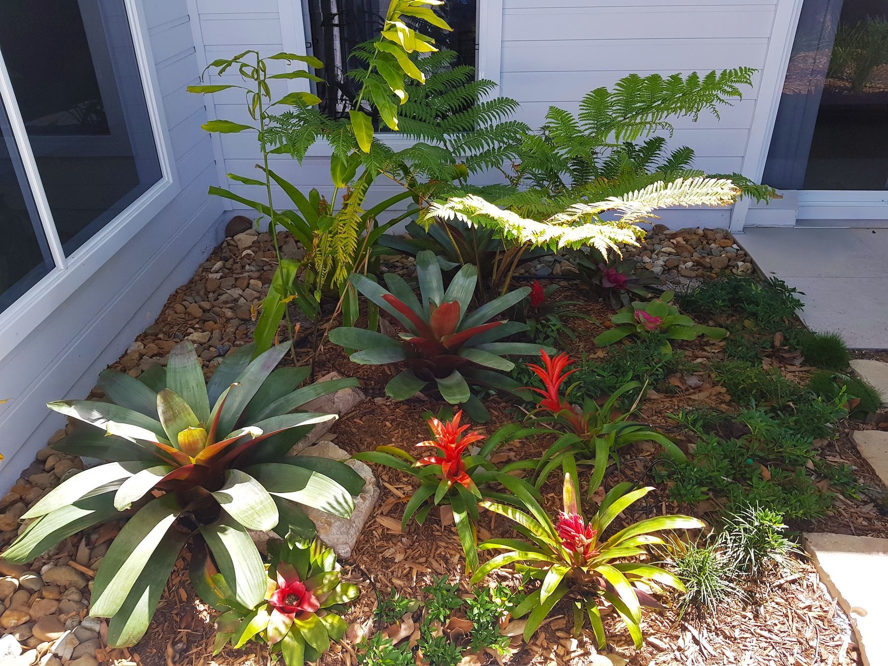 Tropical Plants in a Small Front-yard Garden — Full Circle Landscaping in Uki, NSW