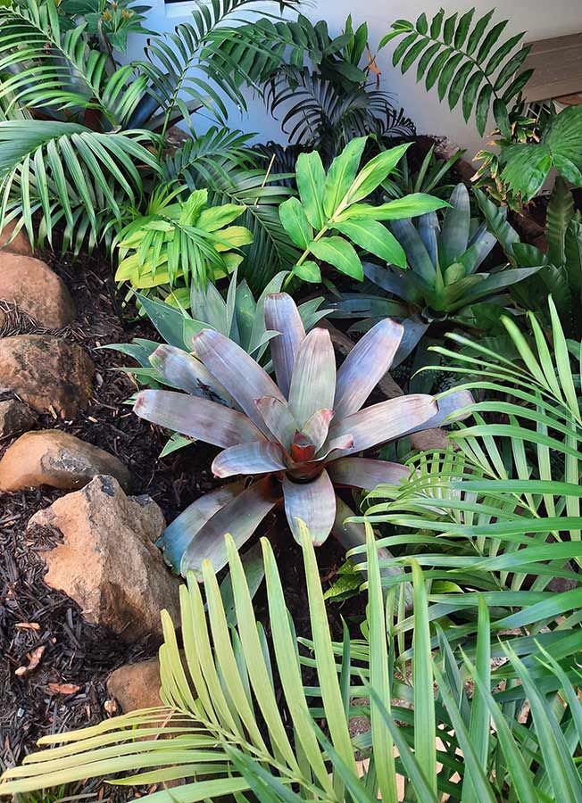 A Lush Green Garden With Lots of Plants and Rocks — Full Circle Landscaping in Ballina, NSW