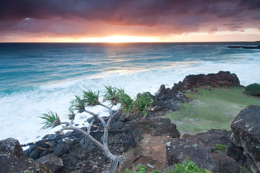A Sunset Over the Ocean With a Tree in the Foreground — Full Circle Landscaping in Tweed Heads, NSW
