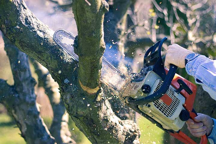 Tree Cutting