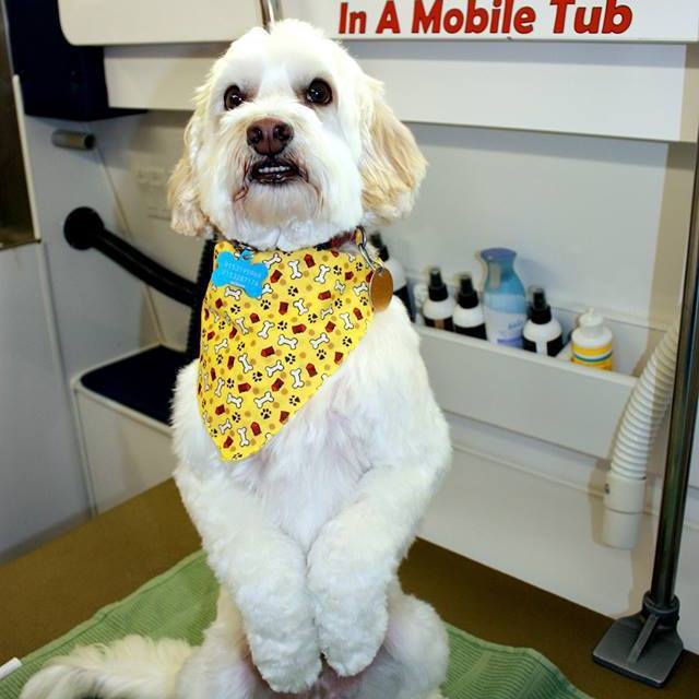 Dog Groomer in El Paso, TX Scrub A Dub In A Mobile Tub