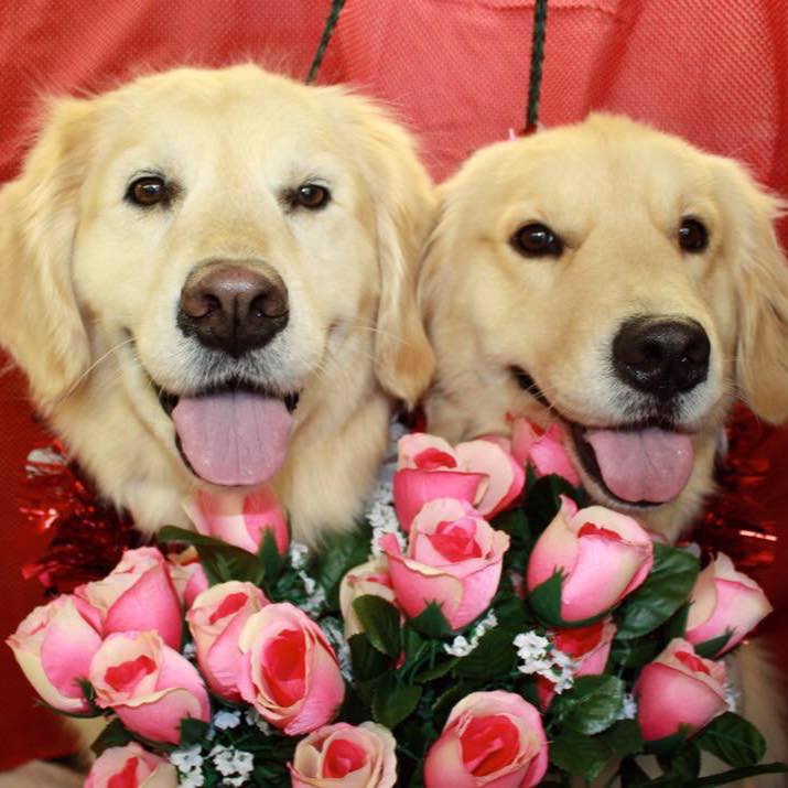 Dog Groomer in El Paso, TX