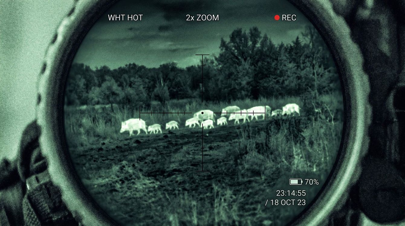 Shot of a hogs roaming the land at night time