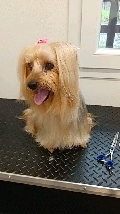 Toelettatura cane