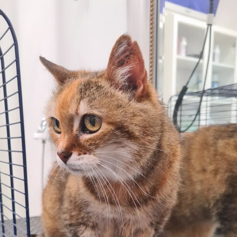 Toelettatura gatto