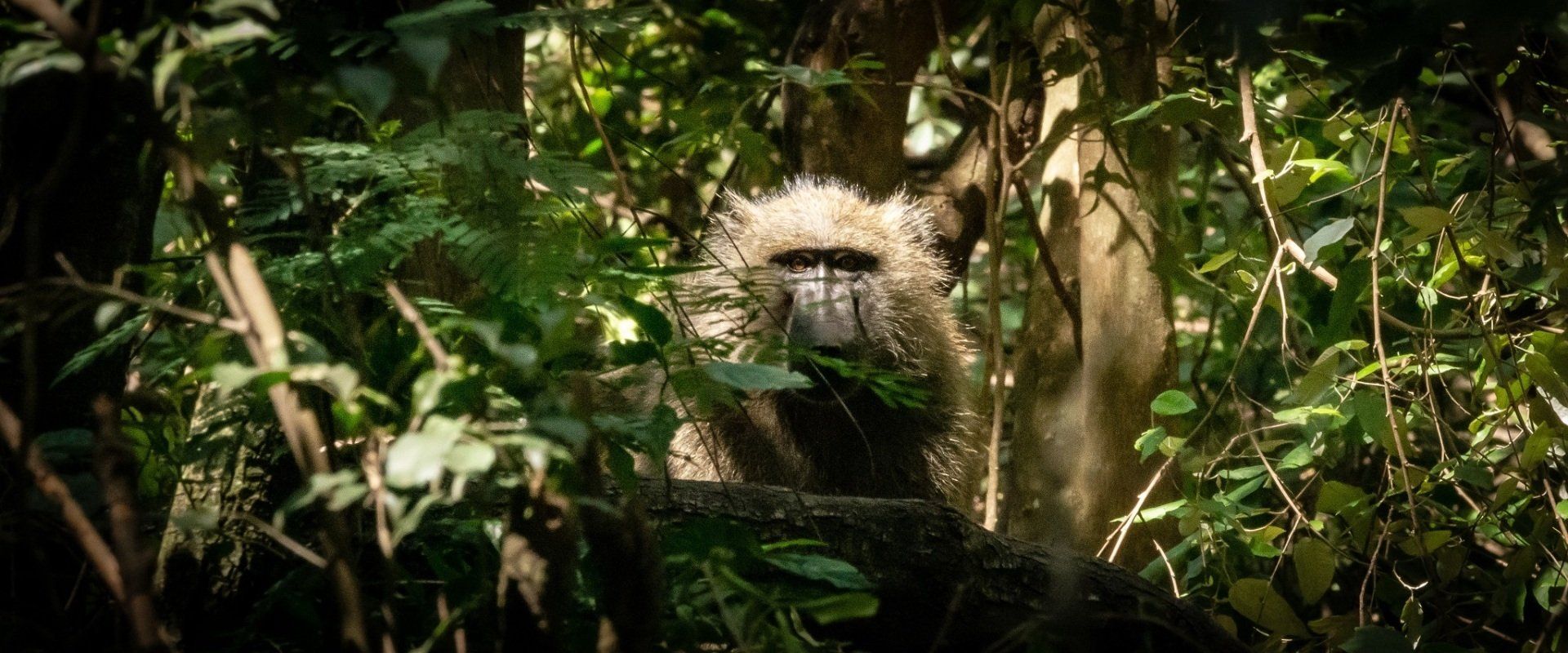 Chacma Baboon at Sausage Tree Safari Camp
