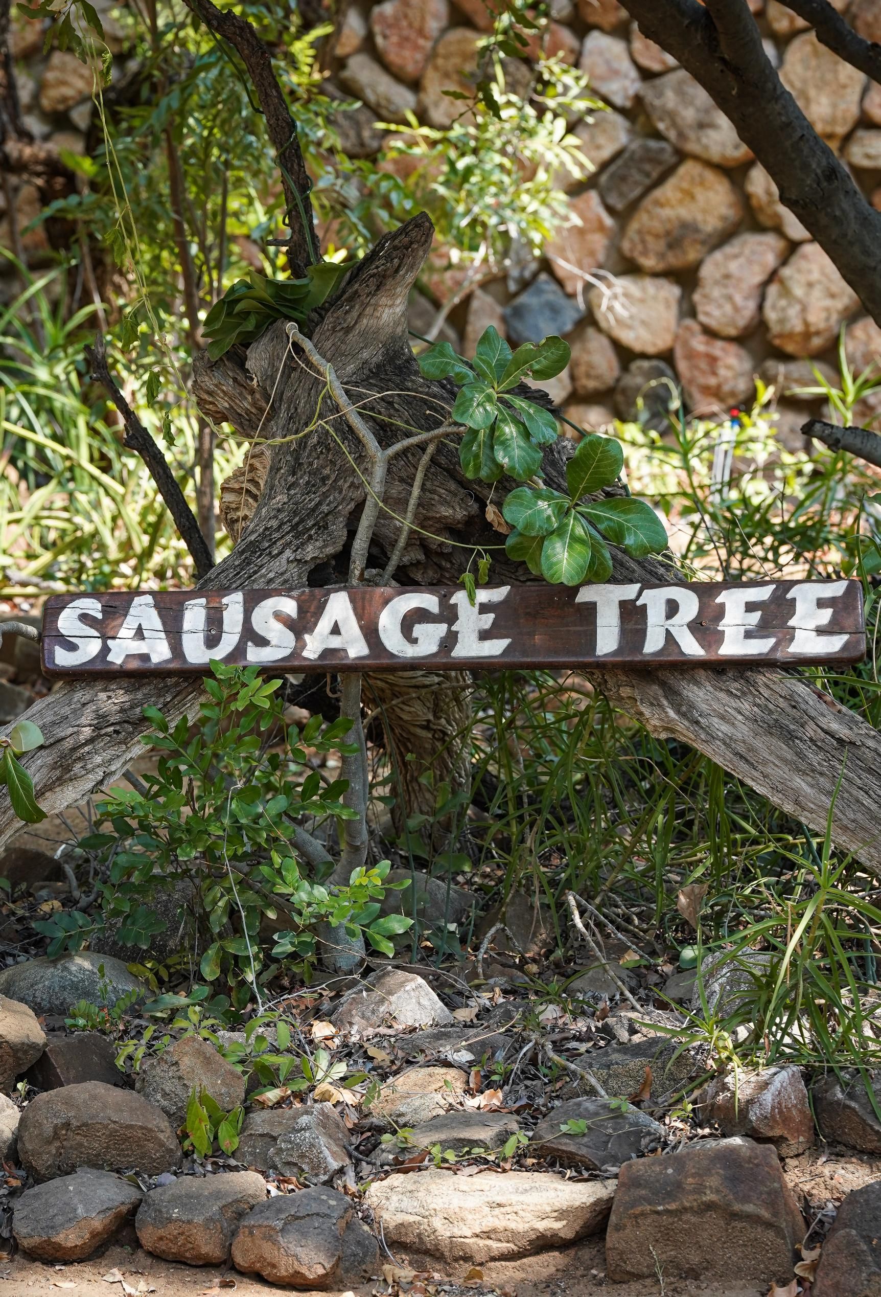 A wooden sign that says `` sausage tree '' is in the middle of a rocky area.