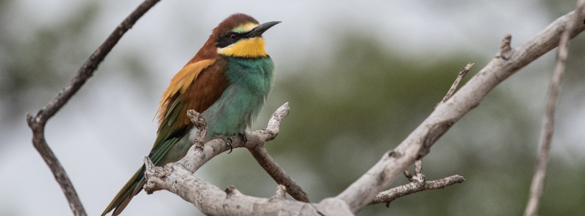 Image courtesy of Derek Solomon European Bee-eater