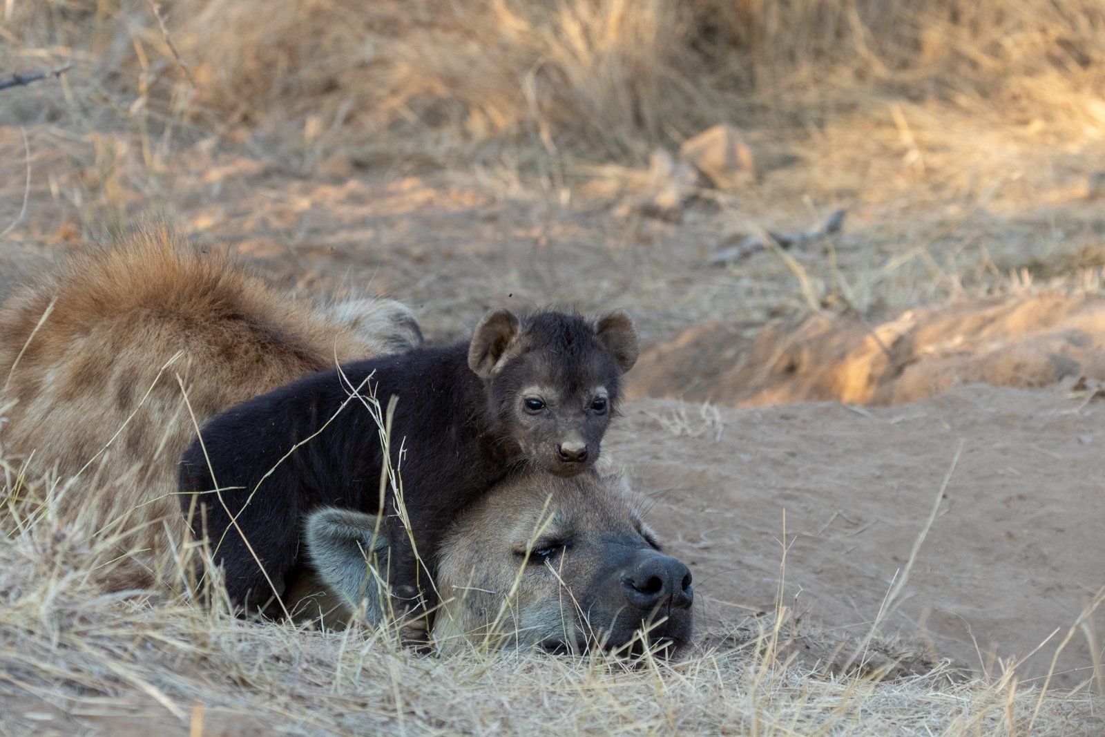 A baby hyena is laying on top of a mother hyena.