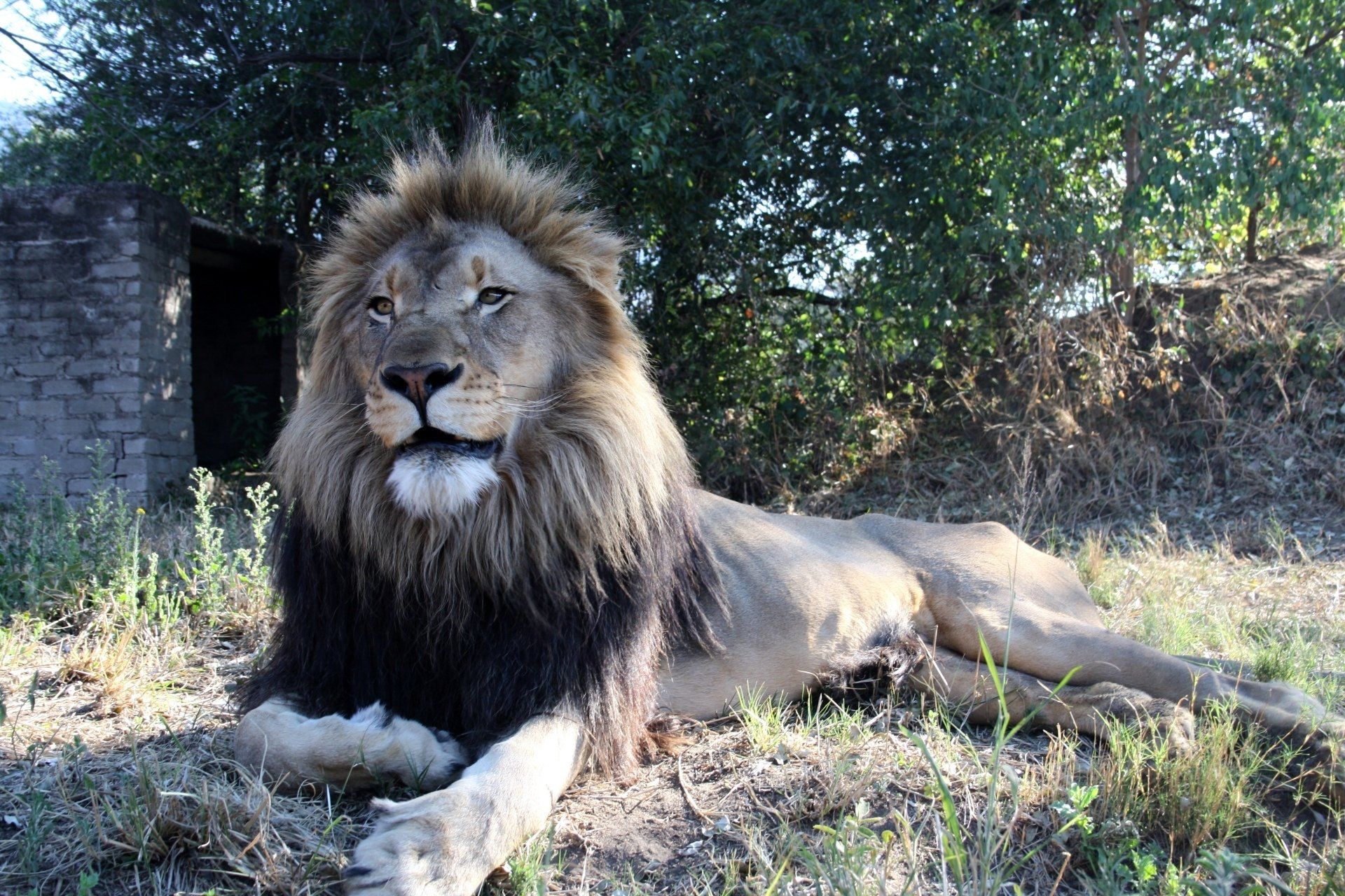 A lion is laying down in the grass and looking at the camera.