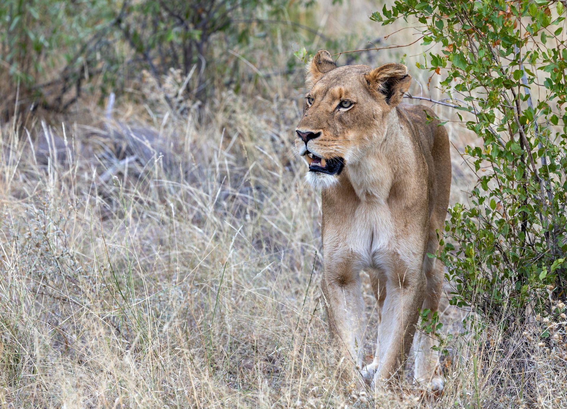 A lioness is walking through a field of tall grass.