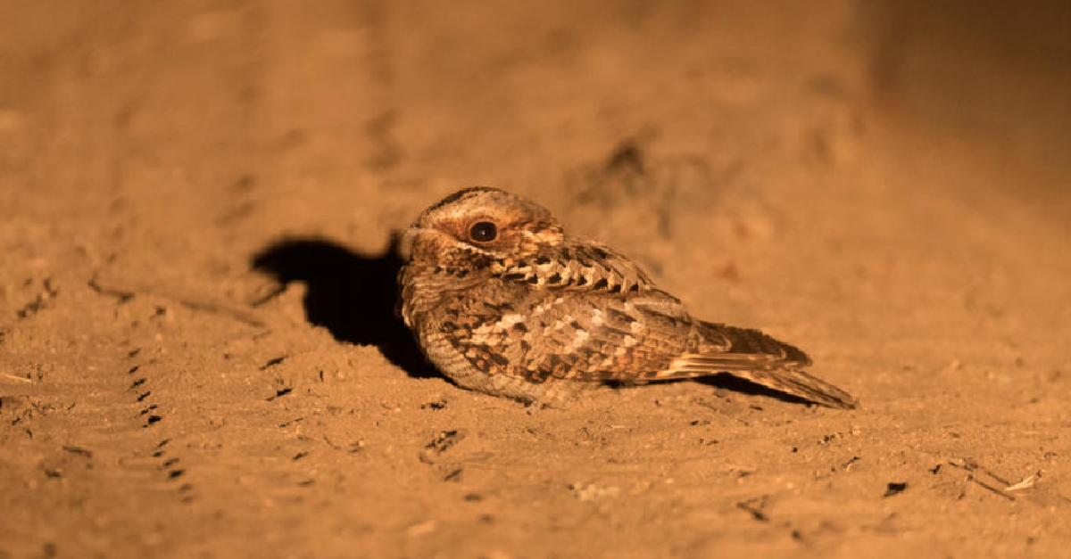 A small bird is sitting on the ground in the sand.