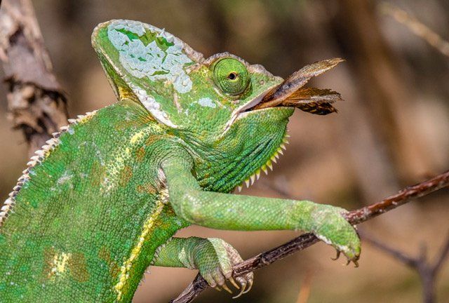 Sausage Tree Safari Camp - Blyde Waterfall hike, Baobab Tree and Kinyonga Reptile Park Tour