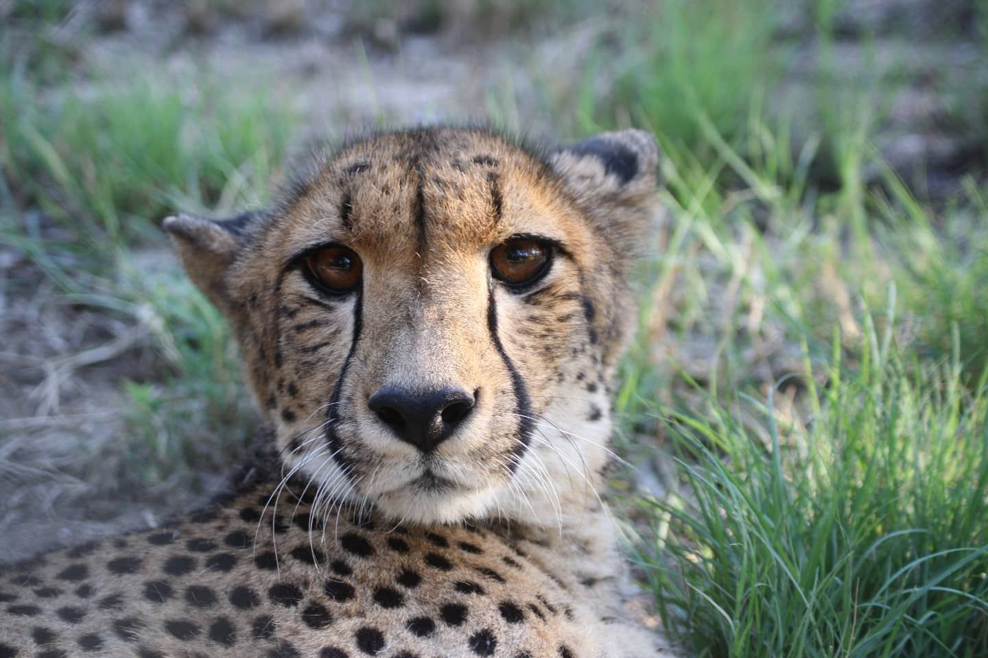 A close up of a cheetah laying in the grass looking at the camera.