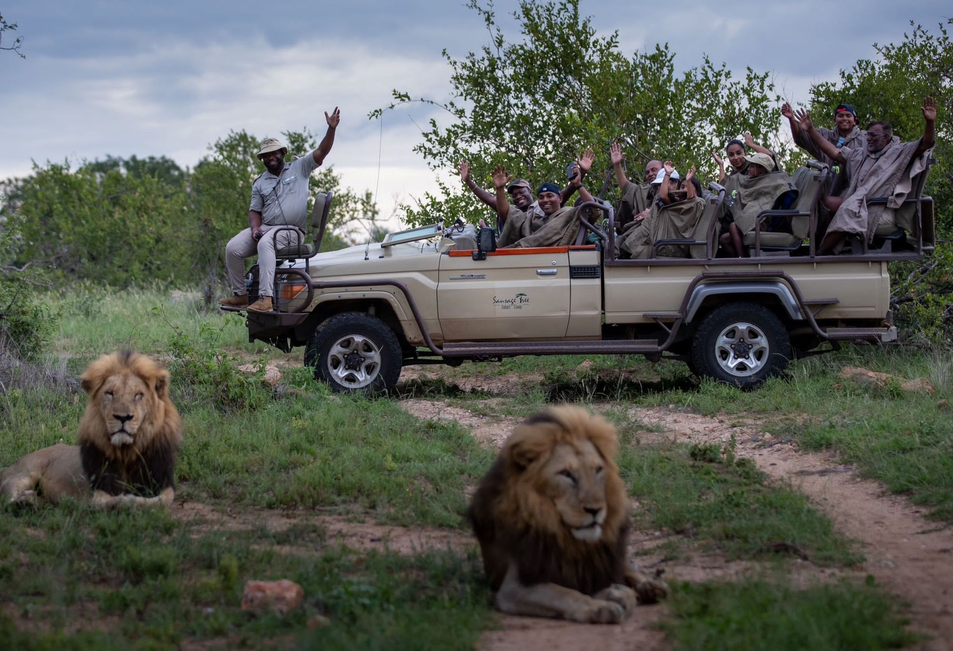 a group of people are sitting in a game viewer with two lions laying in front of it .