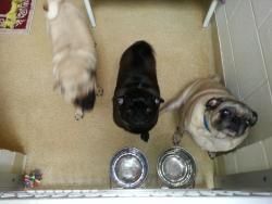 Short Faced Friends and the HEAT