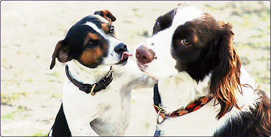 Feeding Your Adult Dog