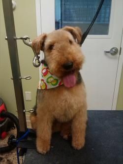 Early Drop Off Doggy Daycare & Grooming Hours