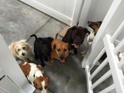 Dog Guru Daycare Games are Here!