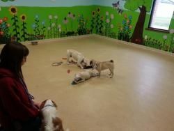 Looking for a Doggie Daycare?
