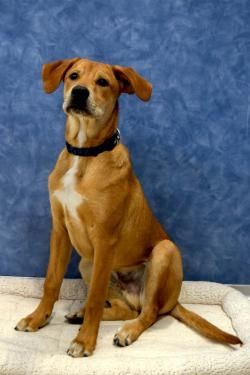 May Daycare Dog of the Month