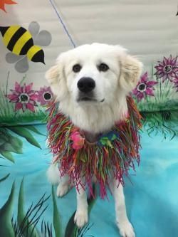 July Daycare Dog of the Month