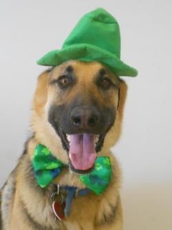 St. Patrick's Day Doggie Daycare Party