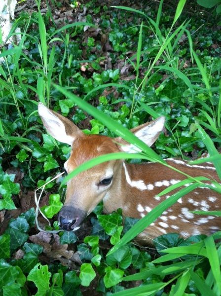 Emerging Disease Threat: Lyme Disease