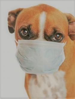 Canine Influenza Virus H3N2