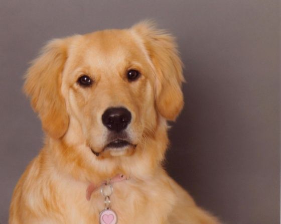 Golden Retriever Lifetime Study