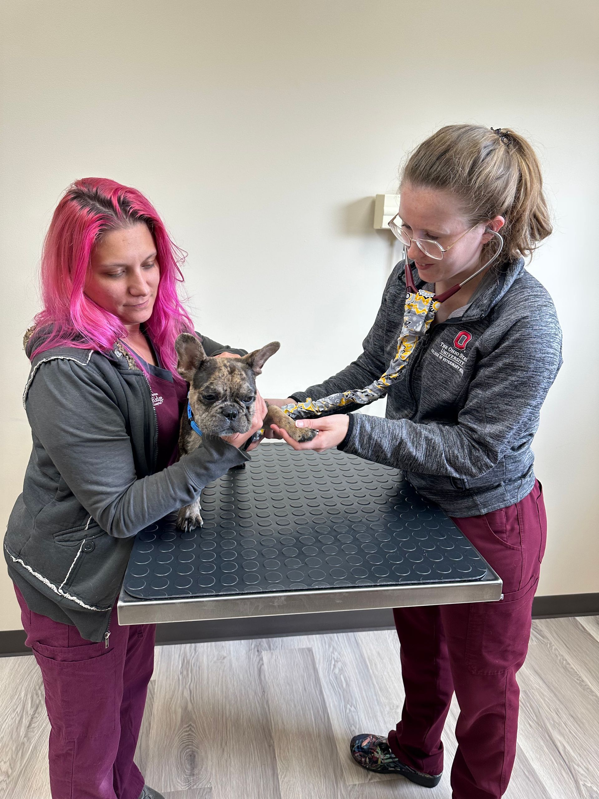 dog being examined by staff