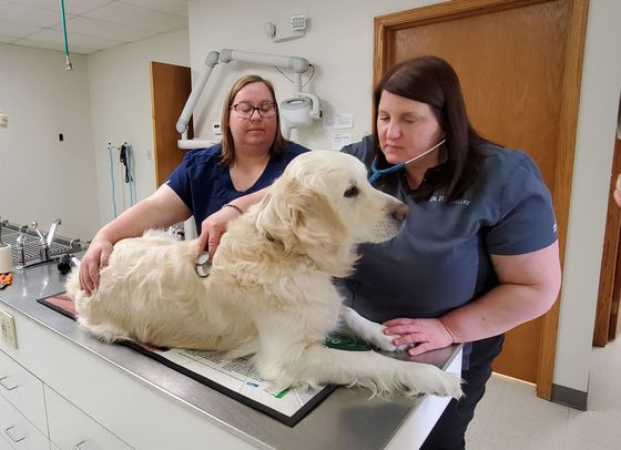 orrville staff examining a dog