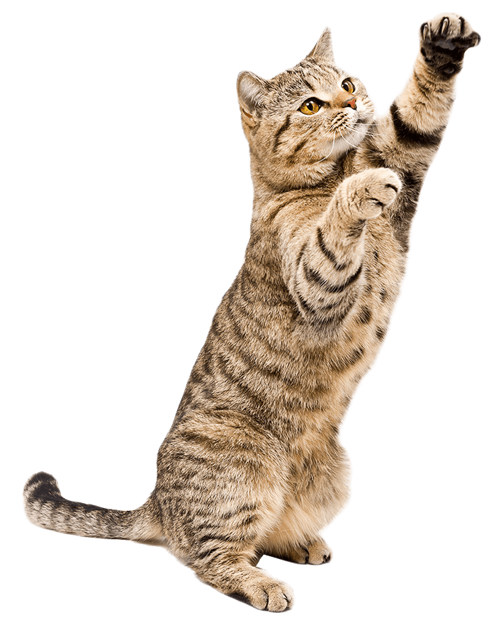 cat reaching up