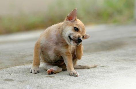 dog scratching behind ear